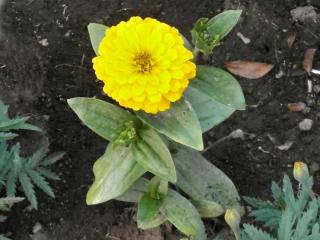 Zinnia planting