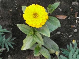 Zinnia planting