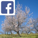 Picture related to Almond trees overlaid with the Facebook logo.