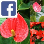 Picture related to Anthurium overlaid with the Facebook logo.
