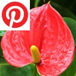 Picture related to Anthurium overlaid with the Pinterest logo.