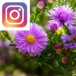 Picture related to Aster overlaid with the Instagram logo.
