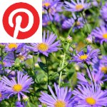 Picture related to Aster overlaid with the Pinterest logo.