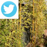 Picture related to Controlling invasive bamboo overlaid with the Twitter logo.