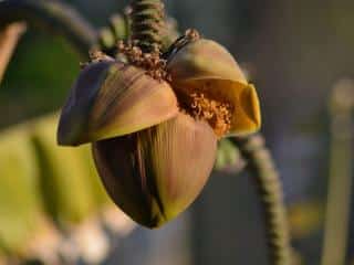 Banana blossom benefits