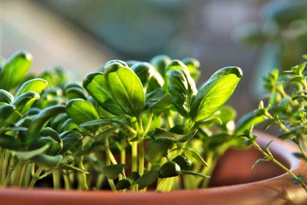 Growing basil from seedlings in a pot.