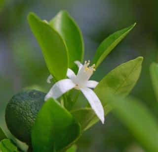 Planting bergamot citrus