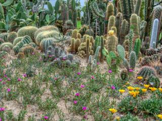 sandy soil best plants