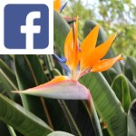 Picture related to Bird of paradise overlaid with the Facebook logo.