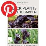 Picture related to Black garden plants overlaid with the Pinterest logo.