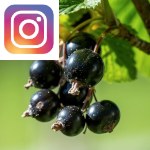 Picture related to Black currant overlaid with the Instagram logo.