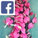 Picture related to Bleeding heart overlaid with the Facebook logo.