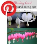 Picture related to Bleeding heart overlaid with the Pinterest logo.