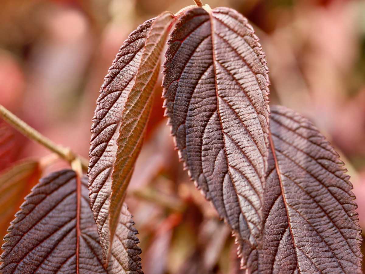 Blood hazel or purple filbert