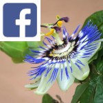 Picture related to Blue passion flower overlaid with the Facebook logo.