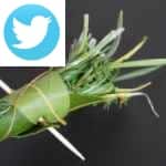Picture related to Bouquet garni overlaid with the Twitter logo.
