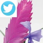 Picture related to Bromelia overlaid with the Twitter logo.