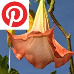 Picture related to Brugmansia overlaid with the Pinterest logo.