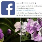 Picture related to Brunfelsia overlaid with the Facebook logo.
