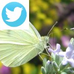 Picture related to Cabbage white overlaid with the Twitter logo.