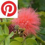 Picture related to Calliandra overlaid with the Pinterest logo.