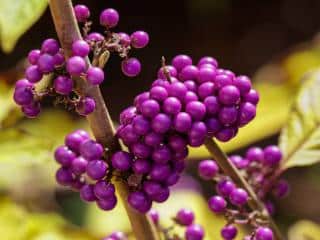 Callicarpa