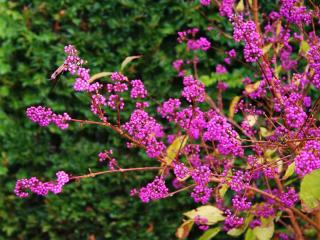 Callicarpa planting