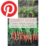 Picture related to Carrot overlaid with the Pinterest logo.