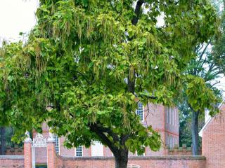 Caring for catalpa