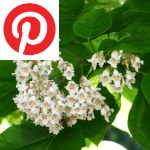 Picture related to Catalpa overlaid with the Pinterest logo.