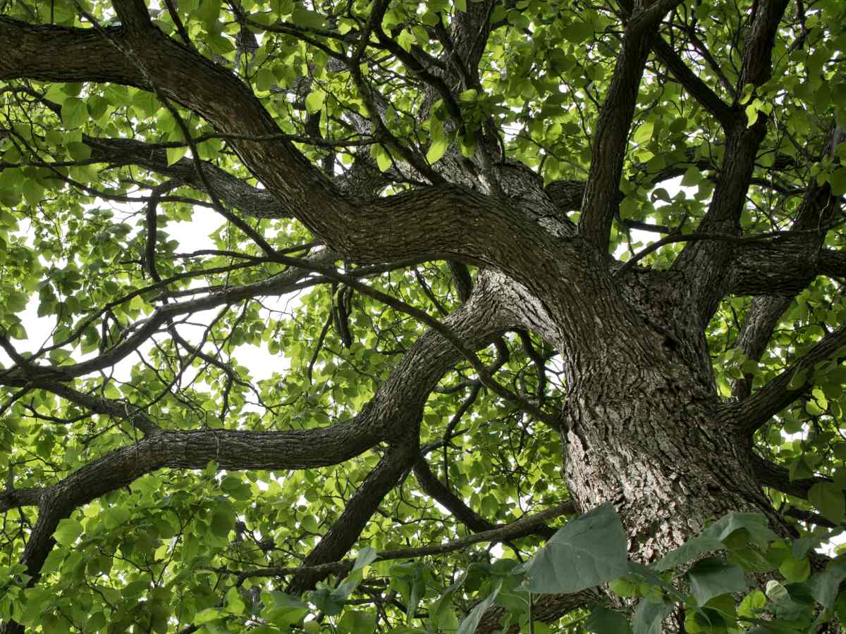 Catalpa tree