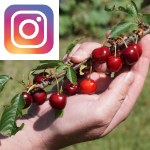 Picture related to Cherry tree overlaid with the Instagram logo.