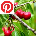 Picture related to Cherry tree overlaid with the Pinterest logo.