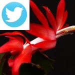 Picture related to Christmas cactus overlaid with the Twitter logo.