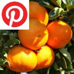Picture related to Mandarin orange overlaid with the Pinterest logo.