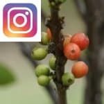 Picture related to Coffee health benefits overlaid with the Instagram logo.