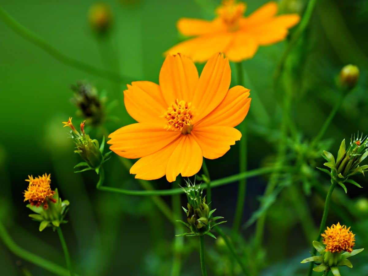 cosmos flower