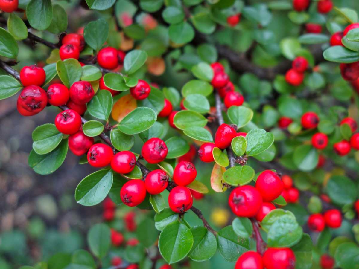 Cotoneaster