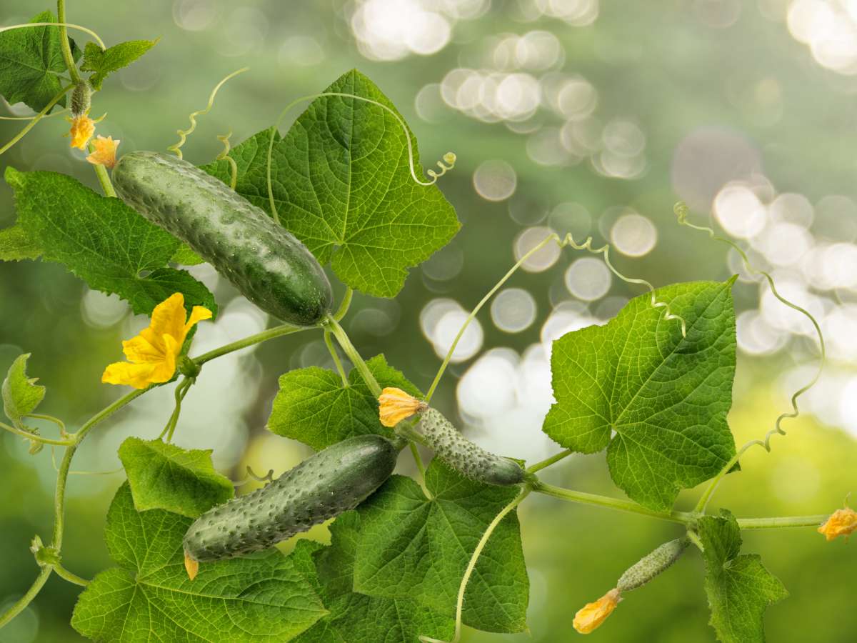 growing cucumber