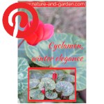 Picture related to Cyclamen overlaid with the Pinterest logo.