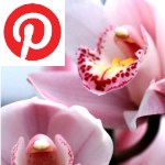Picture related to Cymbidium overlaid with the Pinterest logo.