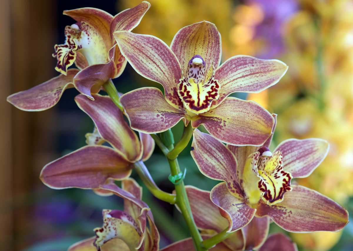 cymbidium