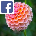 Picture related to Dahlia overlaid with the Facebook logo.