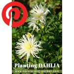 Picture related to Dahlia overlaid with the Pinterest logo.