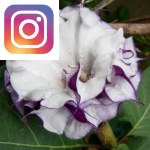 Picture related to Datura overlaid with the Instagram logo.