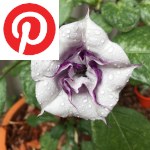 Picture related to Datura overlaid with the Pinterest logo.