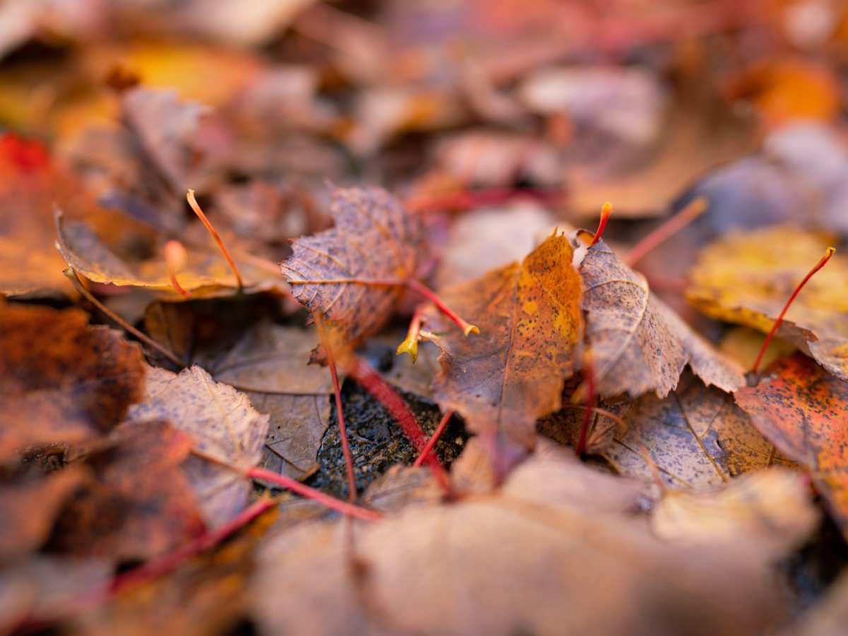 Dead leaf mulch