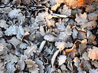 Dead leaves protect freezing