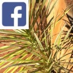 Picture related to Drought resistance of D. marginata overlaid with the Facebook logo.