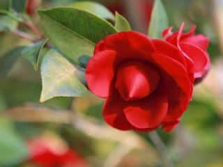 easy Camellia japonica